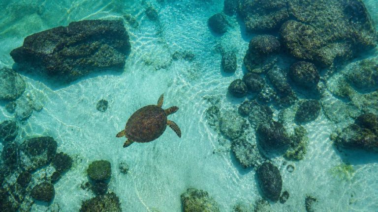 Beyond Oahu: The World’s Most Incredible Places to See Sea Turtles