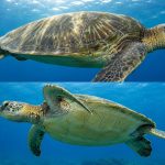 What Is A Turtle Shell Made Of? Bone, Keratin, And A Living Skeleton