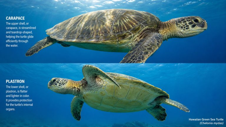 What Is A Turtle Shell Made Of? Bone, Keratin, And A Living Skeleton