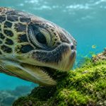 Do Sea Turtles Have Teeth? Inside The Beak Of A Hawaiian Honu