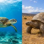 Sea Turtle vs Tortoise: What Is The Real Difference?