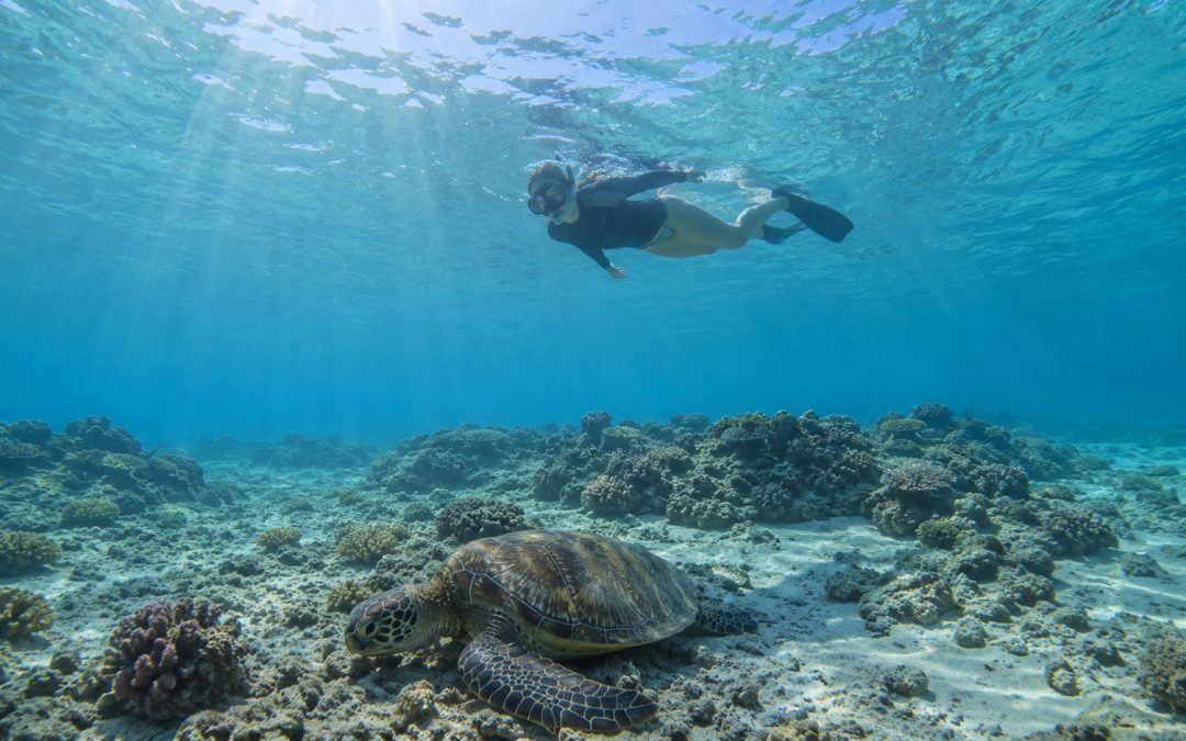 Waikiki Turtles And Snorkeling: Your Complete 2026 Guide