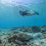 Waikiki Turtles And Snorkeling: Your Complete 2026 Guide