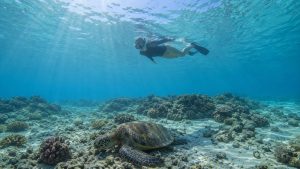 Waikiki Turtles And Snorkeling: Your Complete 2026 Guide
