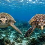 Green Sea Turtle vs Hawksbill: How to Tell Hawaii’s Two Turtles Apart