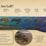 How Many Sea Turtles Are Left? A 2026 Look by Species