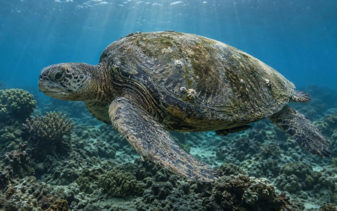 How Old Is That Sea Turtle? How Scientists Tell a Honu’s Age