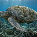 How Old Is That Sea Turtle? How Scientists Tell a Honu’s Age