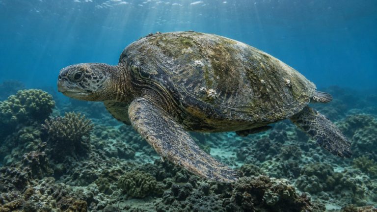 How Old Is That Sea Turtle? How Scientists Tell a Honu’s Age