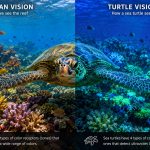 Do Sea Turtles See in Color? Inside the Honu’s Underwater Vision