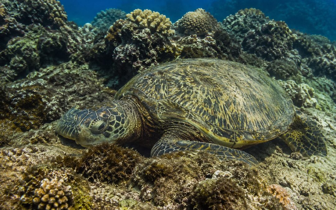 Sea Turtle Camouflage: How Honu Hide In Plain Sight