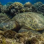 Sea Turtle Camouflage: How Honu Hide In Plain Sight