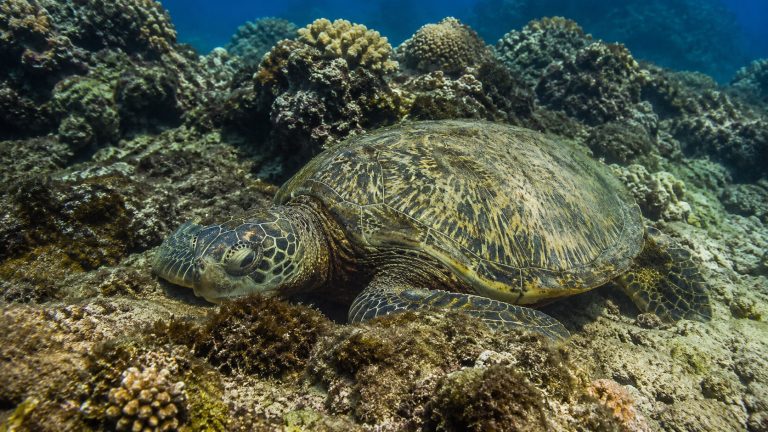 Sea Turtle Camouflage: How Honu Hide In Plain Sight
