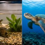 Can You Keep a Sea Turtle as a Pet?