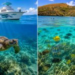 Waikiki’s Turtle Canyon vs Hanauma Bay: Which Is Better for Turtles?