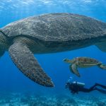 Archelon: The Largest Sea Turtle That Ever Lived