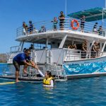 Can Non-Swimmers Go Turtle Snorkeling in Waikiki?