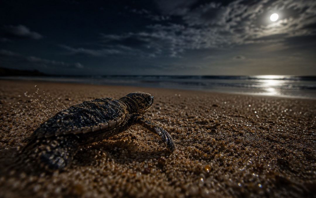 Do Baby Sea Turtles Stay With Their Mothers?
