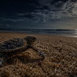 Do Baby Sea Turtles Stay With Their Mothers?