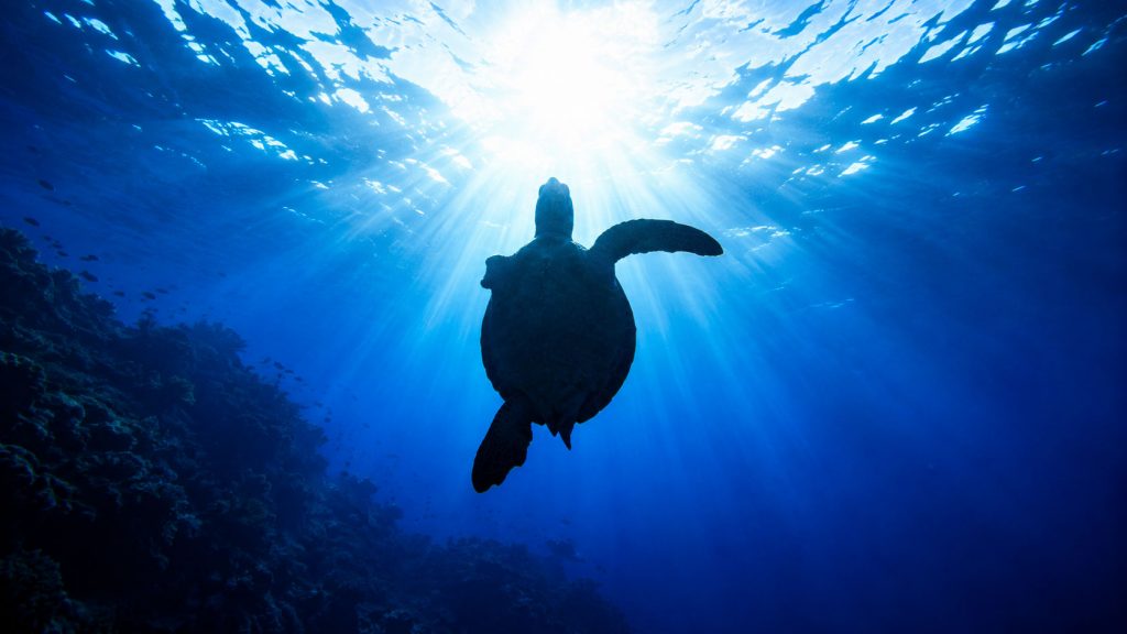 Can a Sea Turtle Regrow a Lost Flipper?