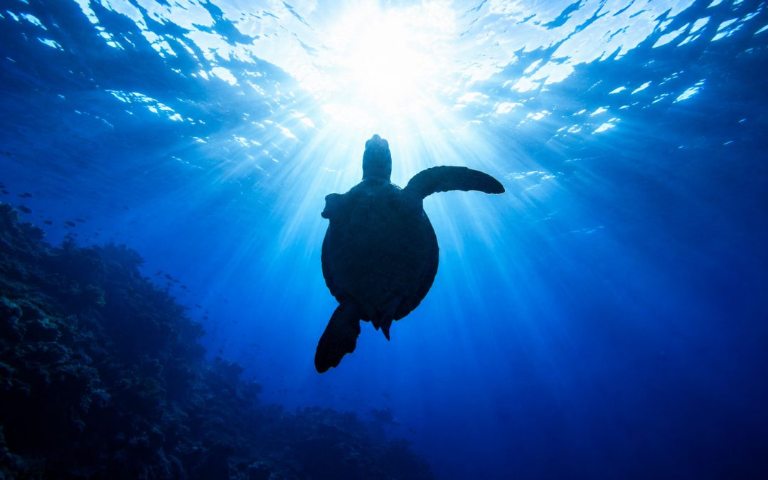 Can a Sea Turtle Regrow a Lost Flipper?