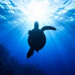 Can a Sea Turtle Regrow a Lost Flipper?