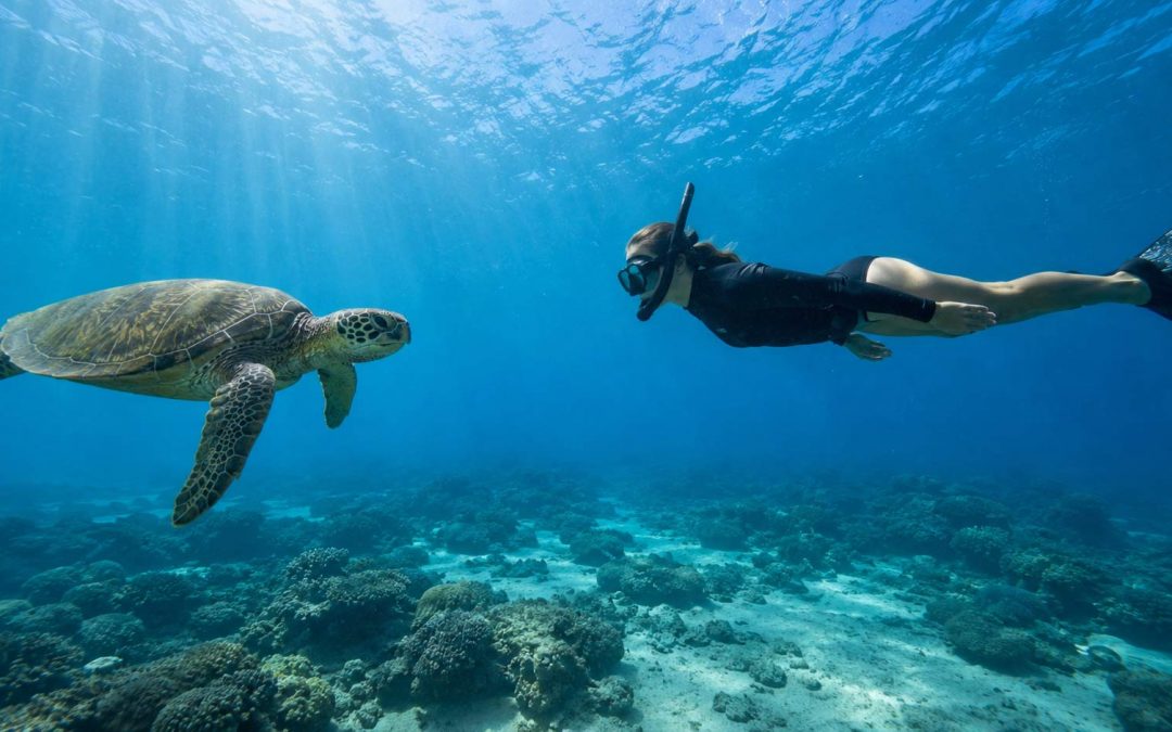 Are Sea Turtles Friendly to Humans?
