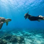Are Sea Turtles Friendly to Humans?