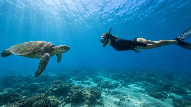 Are Sea Turtles Friendly to Humans?