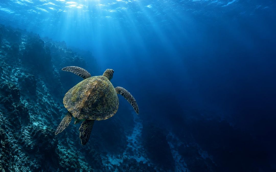 Why Don’t Sea Turtles Get the Bends?
