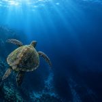 Why Don’t Sea Turtles Get the Bends?