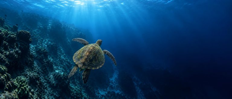 Why Don’t Sea Turtles Get the Bends?