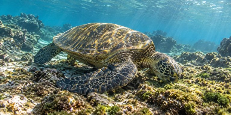 Baby Honu Eat Meat. Adults Go Vegetarian. Here Is Why.
