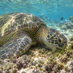 How Long Can a Honu Go Without Eating?