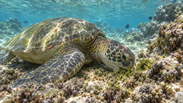 How Long Can a Honu Go Without Eating?