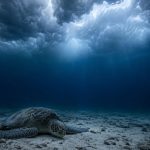 Riding Out the Storm: What Sea Turtles Do When a Hurricane Hits