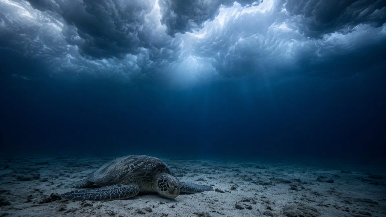 Riding Out the Storm: What Sea Turtles Do When a Hurricane Hits