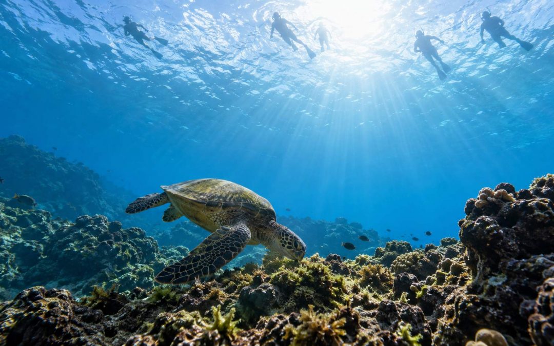 Why Sea Turtles Stay Calm Around Snorkelers but Vanish When Scuba Divers Show Up