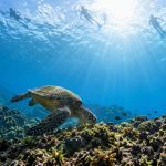 Why Sea Turtles Stay Calm Around Snorkelers but Vanish When Scuba Divers Show Up