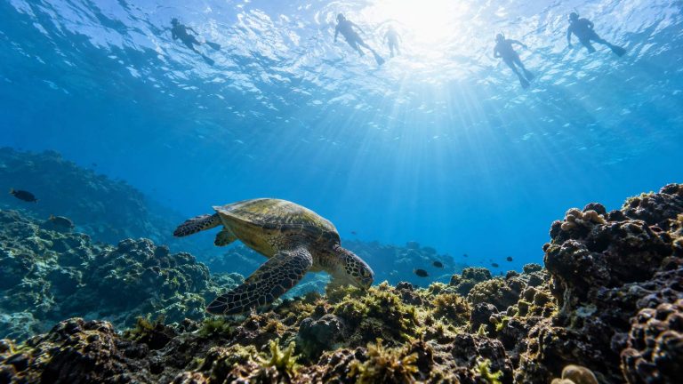 Why Sea Turtles Stay Calm Around Snorkelers but Vanish When Scuba Divers Show Up