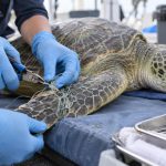 From Stranded to Set Free: What Happens After a Honu Is Rescued