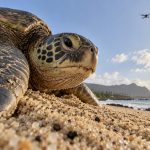 Drones and Honu: Hawaii’s Rules for Filming Sea Turtles From the Air