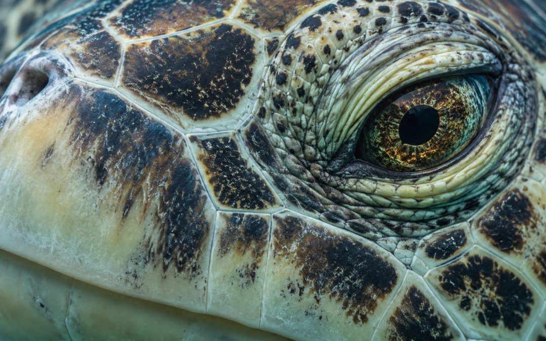 Are You Seeing the Same Turtles Every Trip? Inside Honu Site Fidelity at Oahu Turtle Canyon