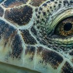 Are You Seeing the Same Turtles Every Trip? Inside Honu Site Fidelity at Oahu Turtle Canyon