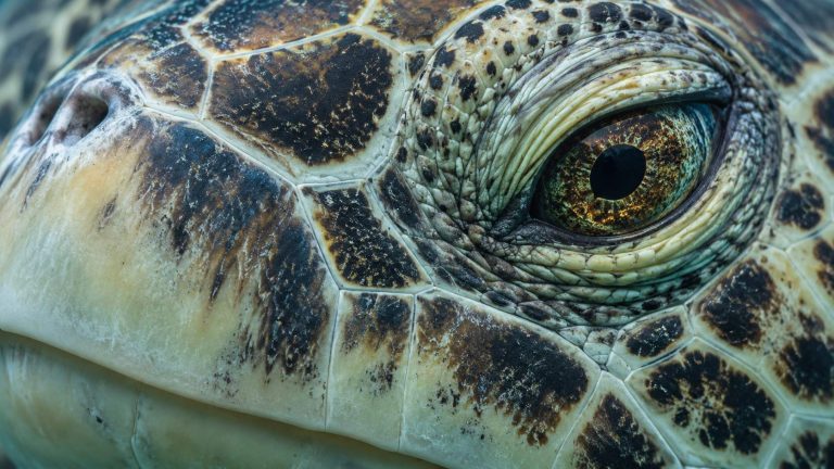 Are You Seeing the Same Turtles Every Trip? Inside Honu Site Fidelity at Oahu Turtle Canyon